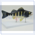 PNT-0829 Modelo profesional de anatomía de peces Personalizado